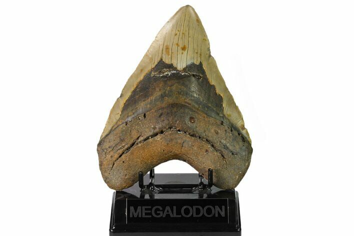 Massive, Fossil Megalodon Tooth - North Carolina #164903